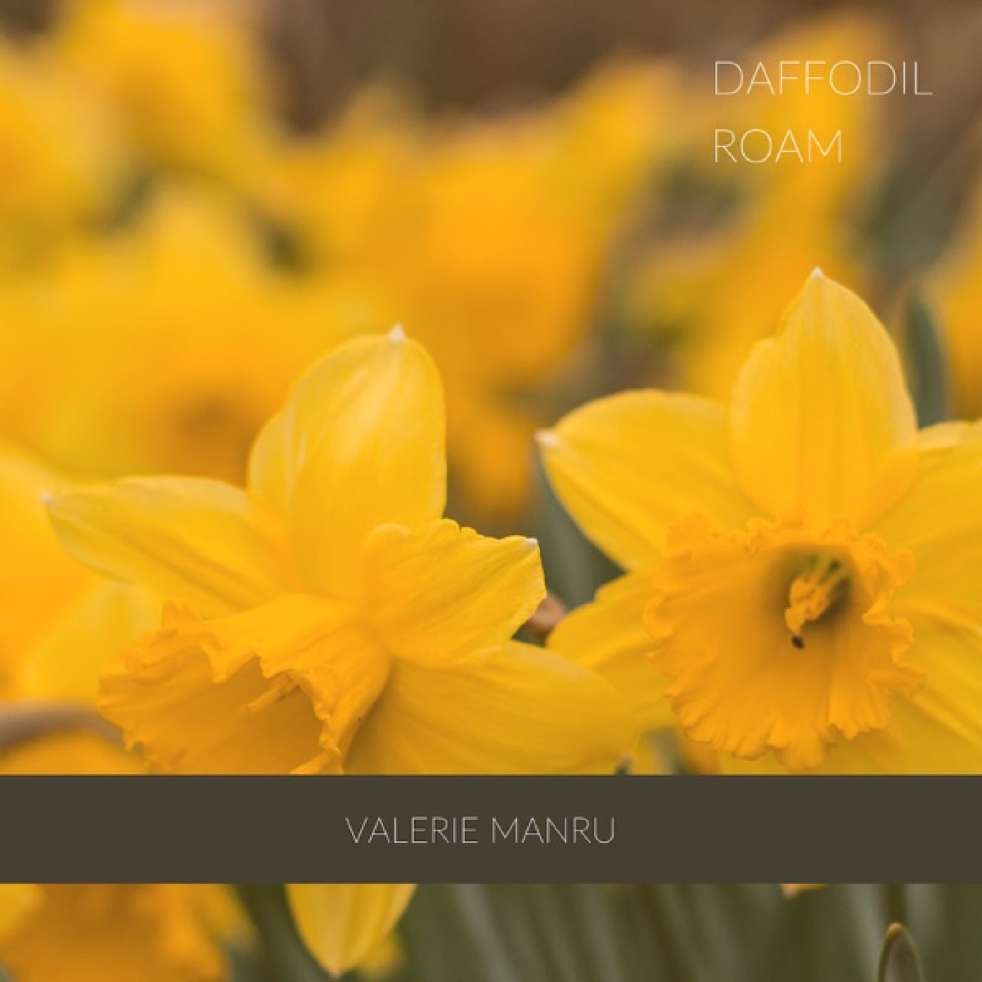 Daffodil Roam